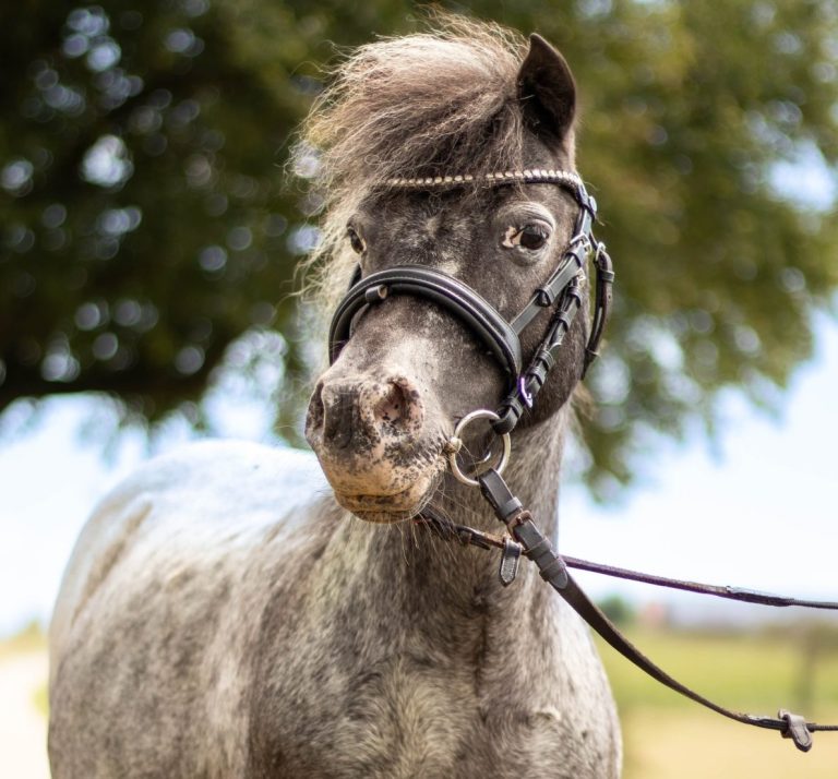 Ponyglück Niedernhall